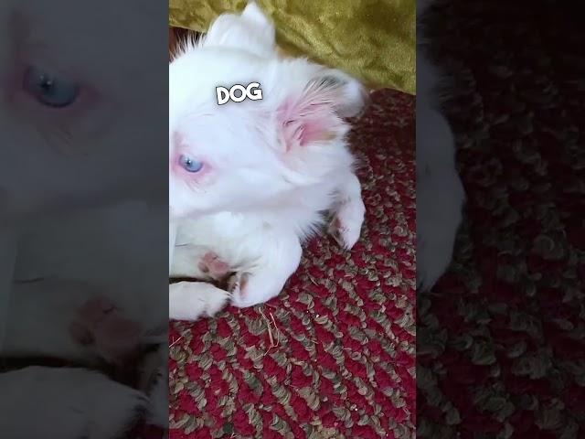 Deaf Dog Realizes Its Owner Is Back Home ️