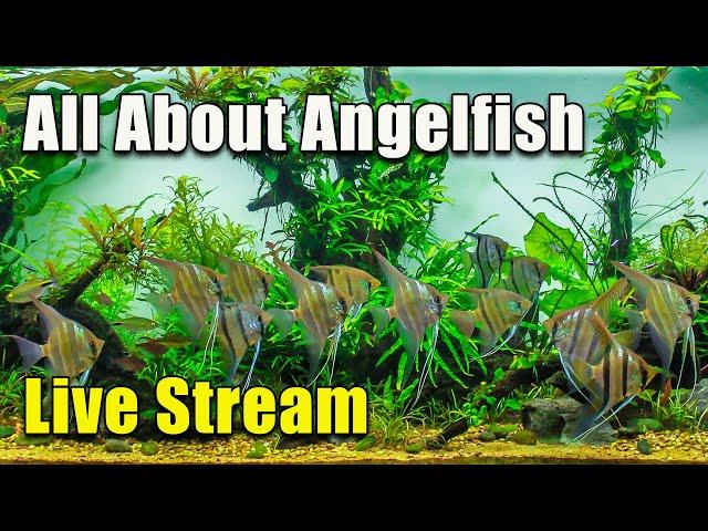 [LIVE]  Why Angelfish Can Be So Hard To Keep! Plus A Fish Q&A!