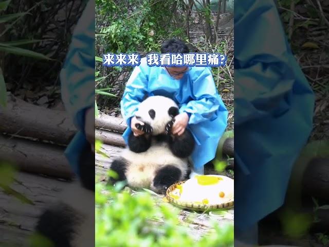 大熊貓，和花：嗚嗚嗚……奶爸 痛痛痛求安慰~【熊貓寶寶Panda】