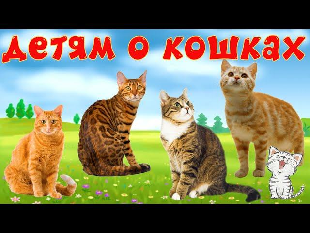 Кошки и их звуки для детей. Развивающее видео о кошках