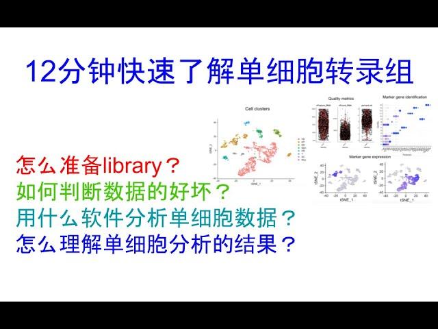 12分钟快速了解单细胞转录组|怎么准备library|如何判断数据好坏|用什么软件分析|如何理解单细胞分析结果