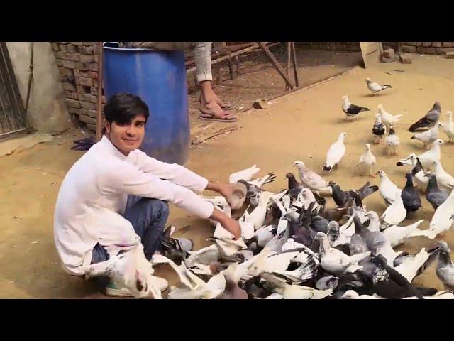 I am going to buy pigeons today aaj hum kabottar lene ja rahe he #fancy kabutar#punjabi kabutar