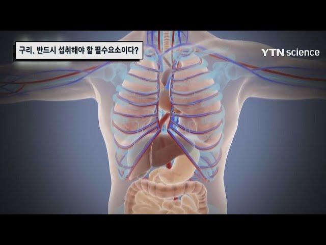 구리, 반드시 섭취해야 할 필수 요소이다? / YTN 사이언스