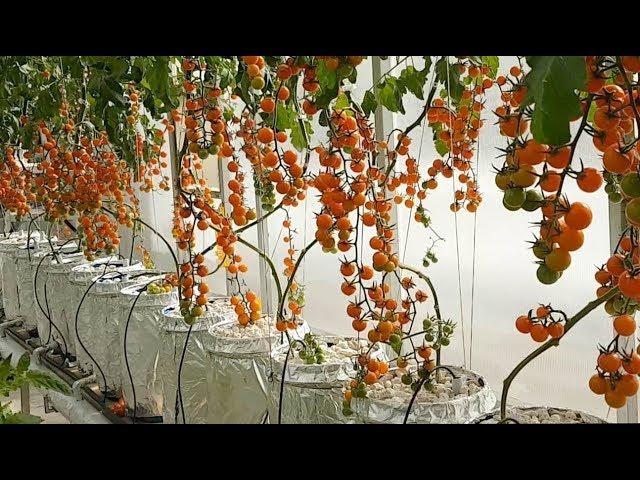 Hydroponic Greenhouse with fully automated feeders and climate controlled system (Urdu/Hindi)