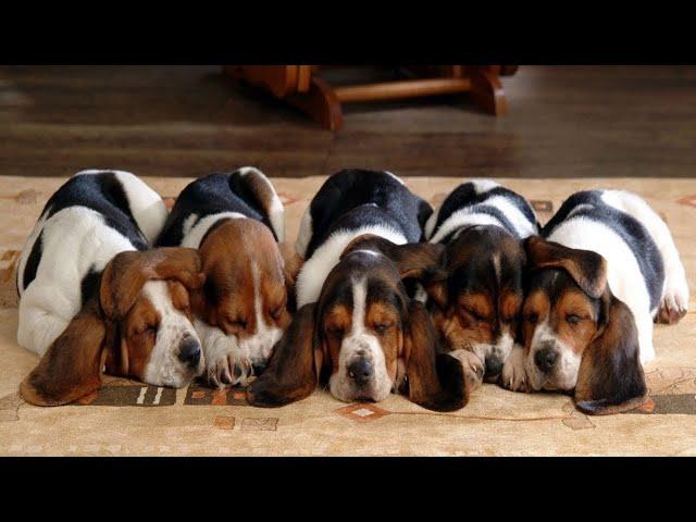 Cutest Basset Hound Puppies! Most Adorable Basset Hound Puppies Compilation!