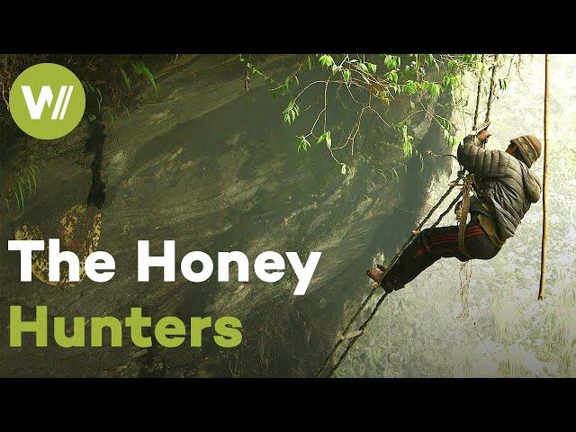 Harvesting honey from giant bees, the most dangerous in the world | Master of Bees (Himalaya)