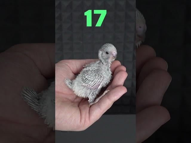 Baby Budgie 1 to 31 Day Growth Stages