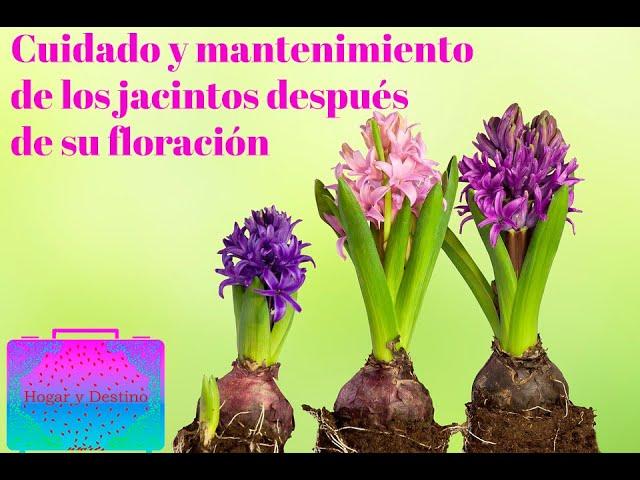 Trasplantación y cuidados del jacinto después de su floración