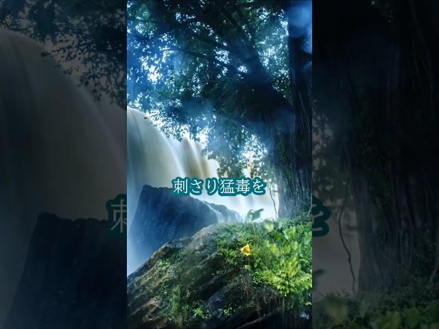 世界の怖い植物　オーストラリア「ギンピーギンピー」   触れると激痛が数週間続く有毒植物。オーストラリアの熱帯雨林に自生。