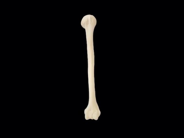 https://sxoky.com Humerus, medullary cavity diameter 8mm, length 36cm, containing cancellous bone