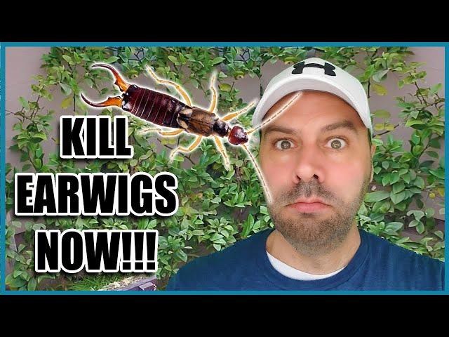 How to Get Rid of Earwigs