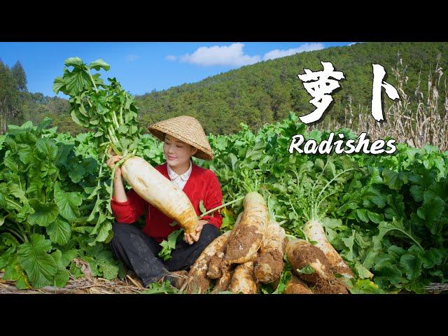 In winter, nothing beats the snow-white, crisp, and sweet radishes【滇西小哥】