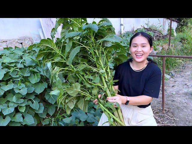 Stinky Amaranth stems, smelly and salty but super delicious