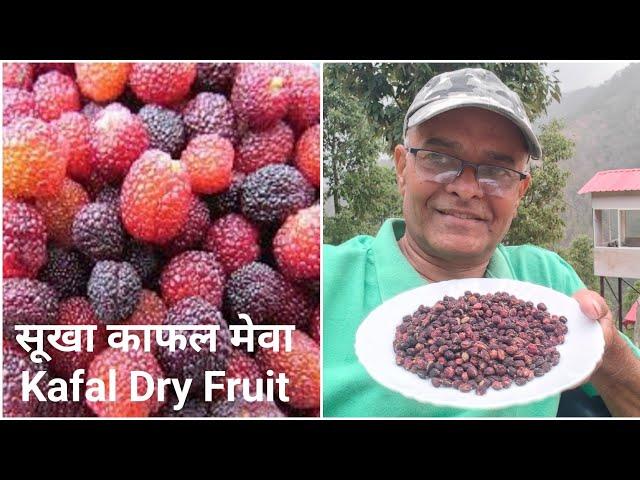 सूखा काफल मेवा | Kafal/ Bayberry | रामगढ़ नैनीताल का काफल | औषधीय गुणों से भरपूर | बिलकुल नया प्रयोग