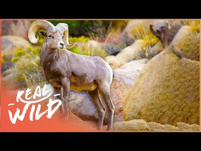 The Dangerous Lives Of The Bighorn Sheep Of The Rocky Mountains | Wild America | Real Wild