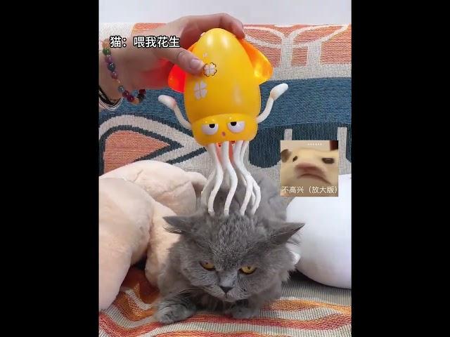 Why are you unhappy? Octopus toys? Play with something very new. Octopus toys didn't expect to g