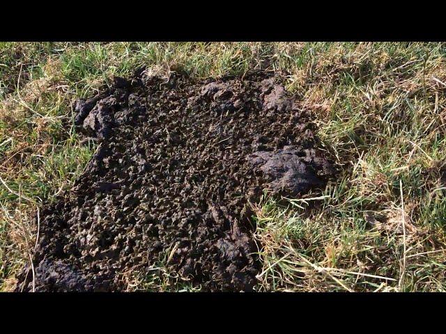 Dung Beetles Break Down Manure || ViralHog