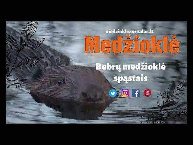 Bebrų medžioklė spąstais!