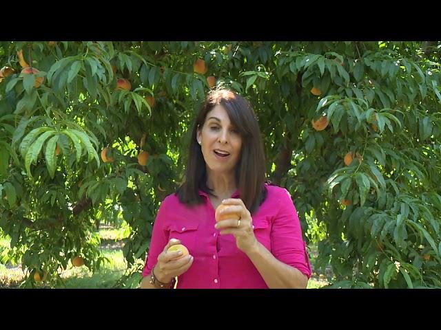 Cling Peach Harvest