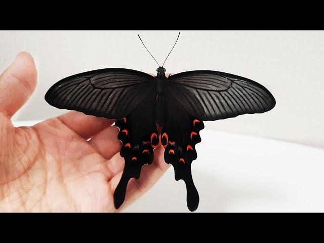 The Process Of Making Friends With a Giant Butterfly (Long-tail Swallowtail)