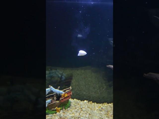 Feeding My Fis Tilapia For The First Time! 