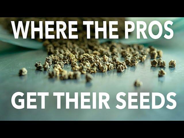 Seed Buying Guide