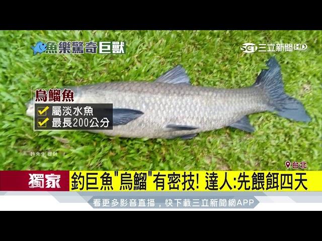 【獨家】北市碧湖公園進擊巨魚？長120cm大魚上鉤│三立新聞台