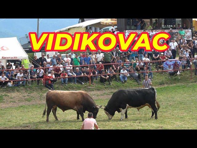 VELIKA  KORIDA  KOD  ESE PATKOVIĆA  (VIDIKOVAC  2024 )