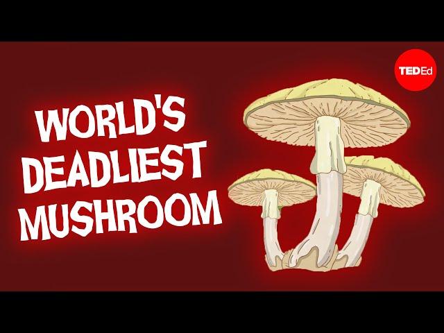 This mushroom will kill you before you know what’s happening - Michael Beug