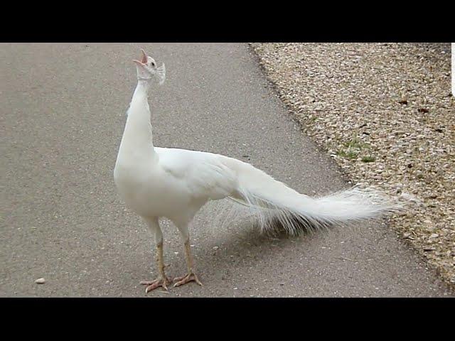 Peacock nice voice  | Peacock Sound | Peahen, mor ki awaz | Top Pets Tv