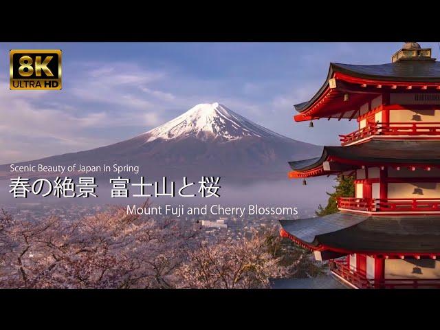 春の絶景 富士山と桜 8K60p Beautiful Japanese cherry blossom scenery