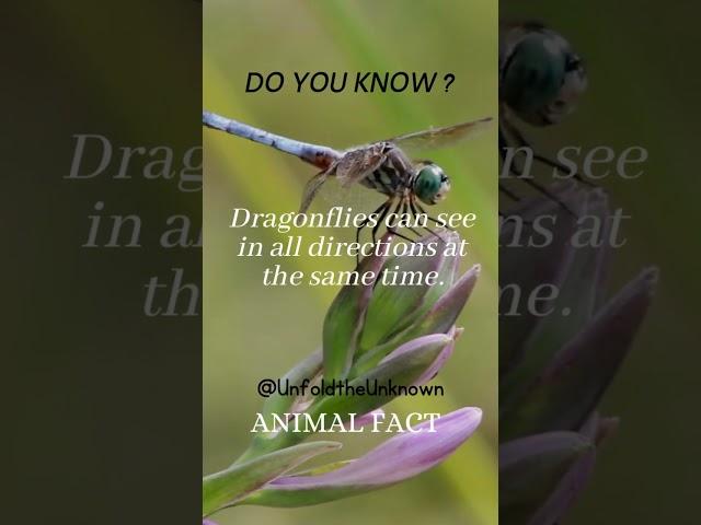 Can dragonflies see 360 degrees??? #facts #shorts #dailyfacts