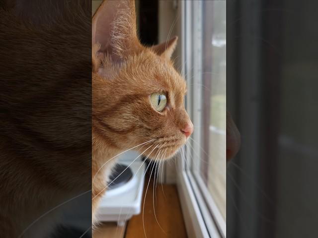 ️Кот Артём️