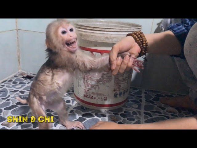 Monkey baby Shin New Diaper Change, wash Clean and Wear new Diapers | Cute animal videos