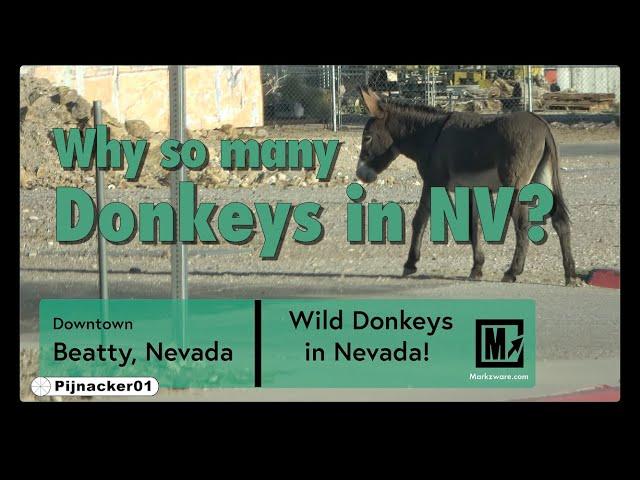 Wild Donkeys in Nevada - Why so many of the animals?