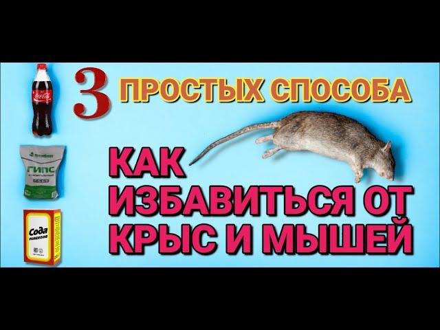 КАК БЫСТРО избавиться от КРЫС и МЫШЕЙ . 3 простых но эффективных способа избавиться от грызунов