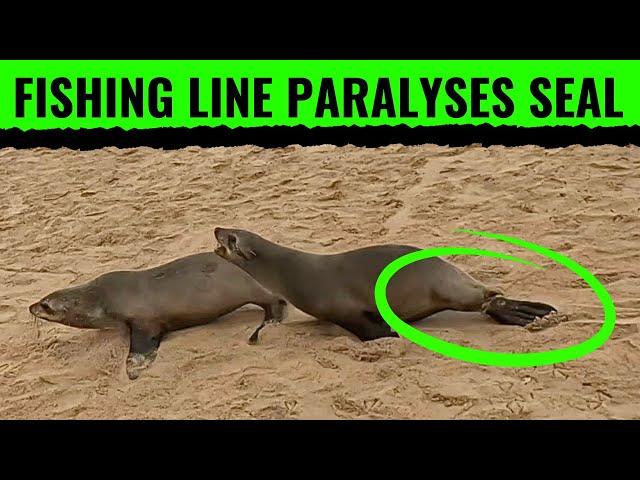 Fishing Line Paralyses Seal