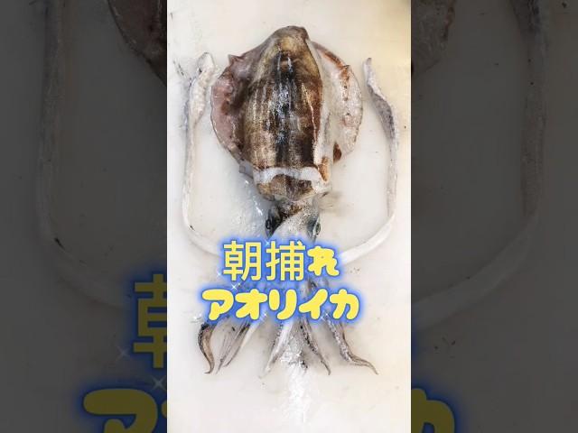 アオリイカ捌き方【朝捕れ】産地直送、色素細胞がまだ活きてます #アオリイカ捌き方 #アオリイカ #アオリイカ刺身