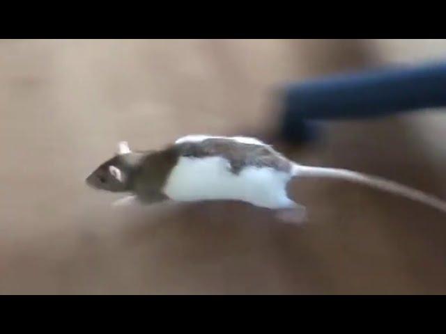 Rats are running around the room