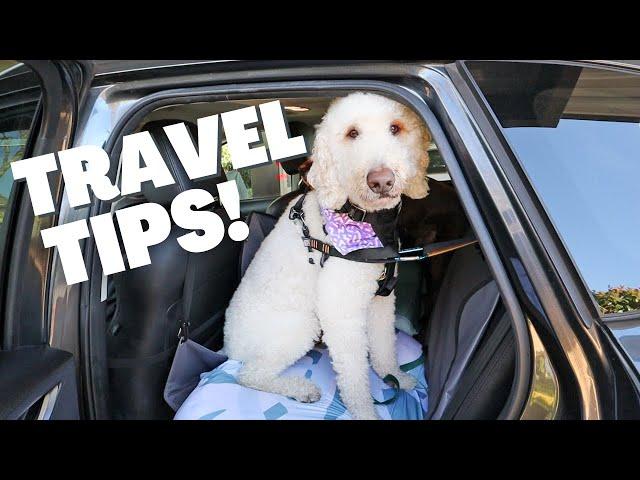 How I Travel with My Dogs   & EVERYTHING I use! 