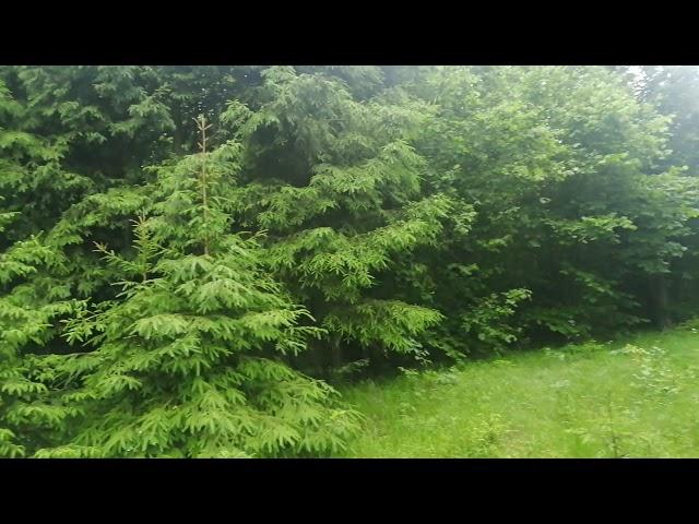 Лес. Лето. Июнь.