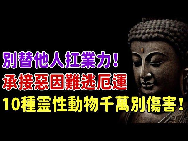 別替他人扛業力！承接惡因難逃厄運，10種靈性動物千萬別傷害！放生一次改命一生，福報好處不可不知 | 好東西 佛說  #運勢 #佛教 #佛說 #因果