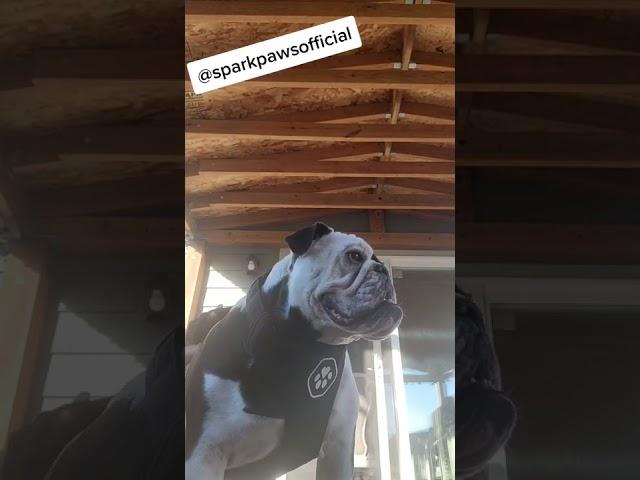 English Bulldog Wearing The Sparkpaws Comfort Harness