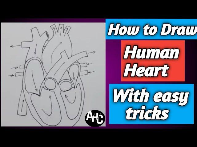 Easy human heart diagram drawing tricks ||