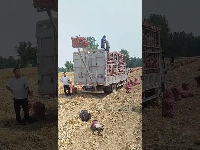 Load Garlic FAST & EASY! Solve the Biggest Harvest Problem in 1 Step!#GarlicHarvest#FarmLife#ProTips