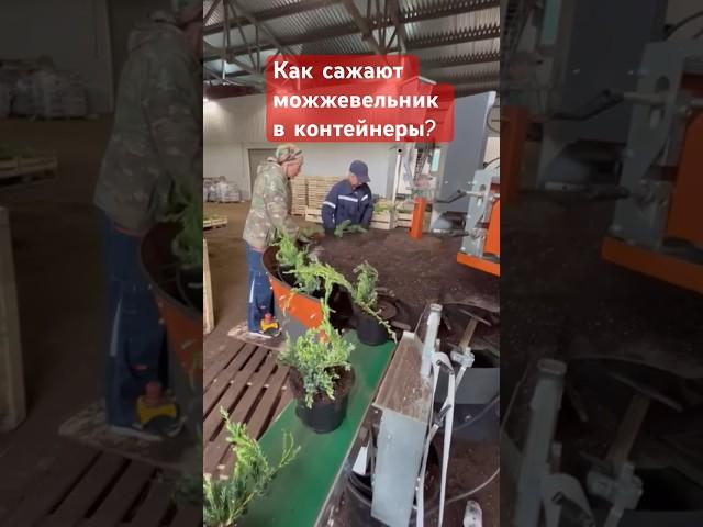 Лучший конвейер в питомнике растений