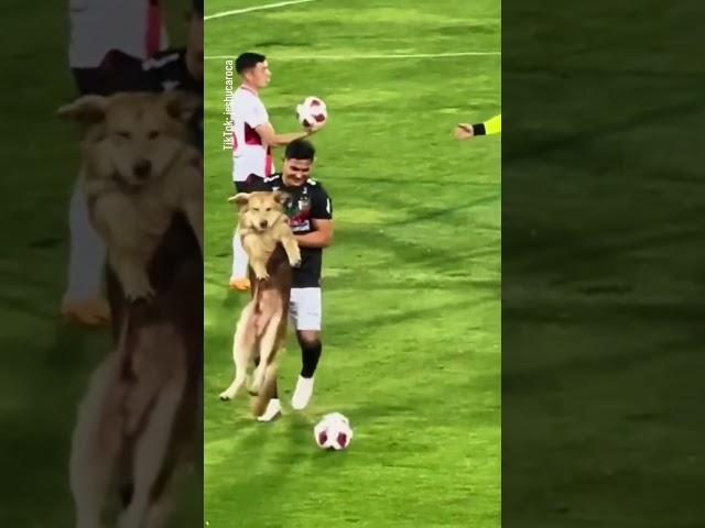 Dog Invades Football Pitch During Chilean Primera Division Match