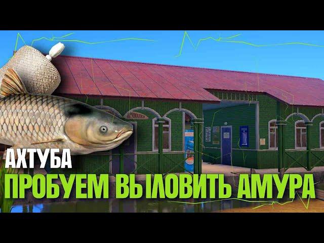 ИЩЕМ ТРОФЕЙНЫХ АМУРОВ НА АХТУБЕ| Русская Рыбалка 4 [PC 2018]