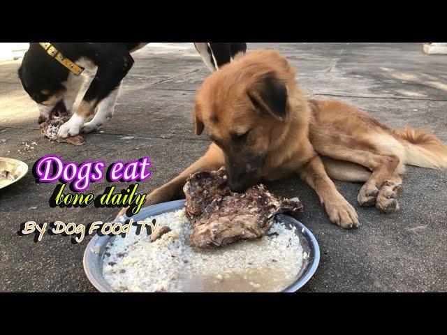 Dogs eat bone daily episode 335| By Dog Food TV