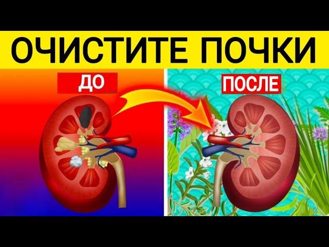 ЛУЧШАЯ ТРАВА ДЛЯ ОЧИСТКИ ПОЧКИ |ДЕТОКСИКАЦИЯ ПОЧЕК.